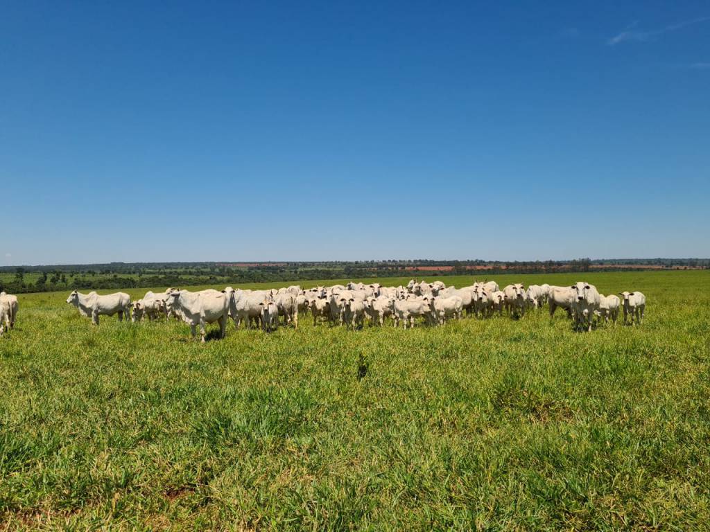Sete Estrelas oferta animais selecionados com forte patrimônio genético