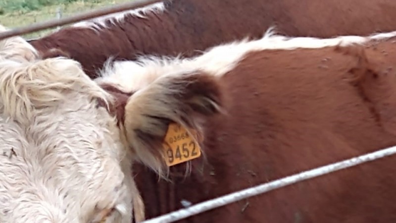 Bovinos com identificação do Uruguai são apreendidos na fronteira com o RS