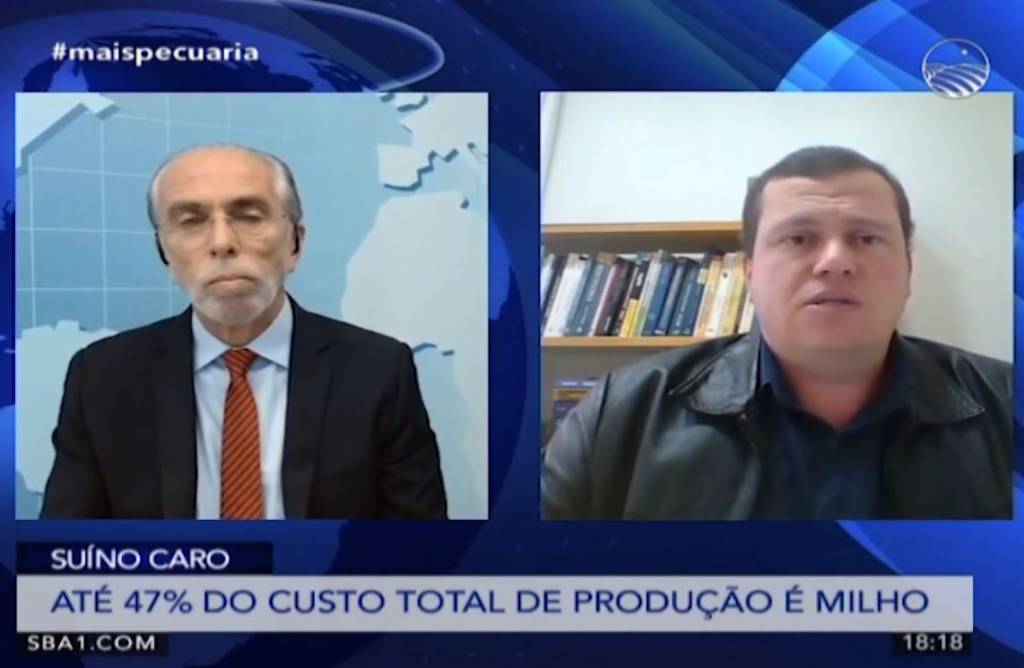 Custos de produção de suínos em SC sobe 44,5%