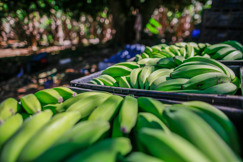 Hortifruti aponta crescimento de 110% em Cuiabá, diz SEAF MT