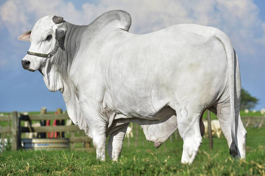 Agro Canal transmite especial de venda de genética neste sábado (17)