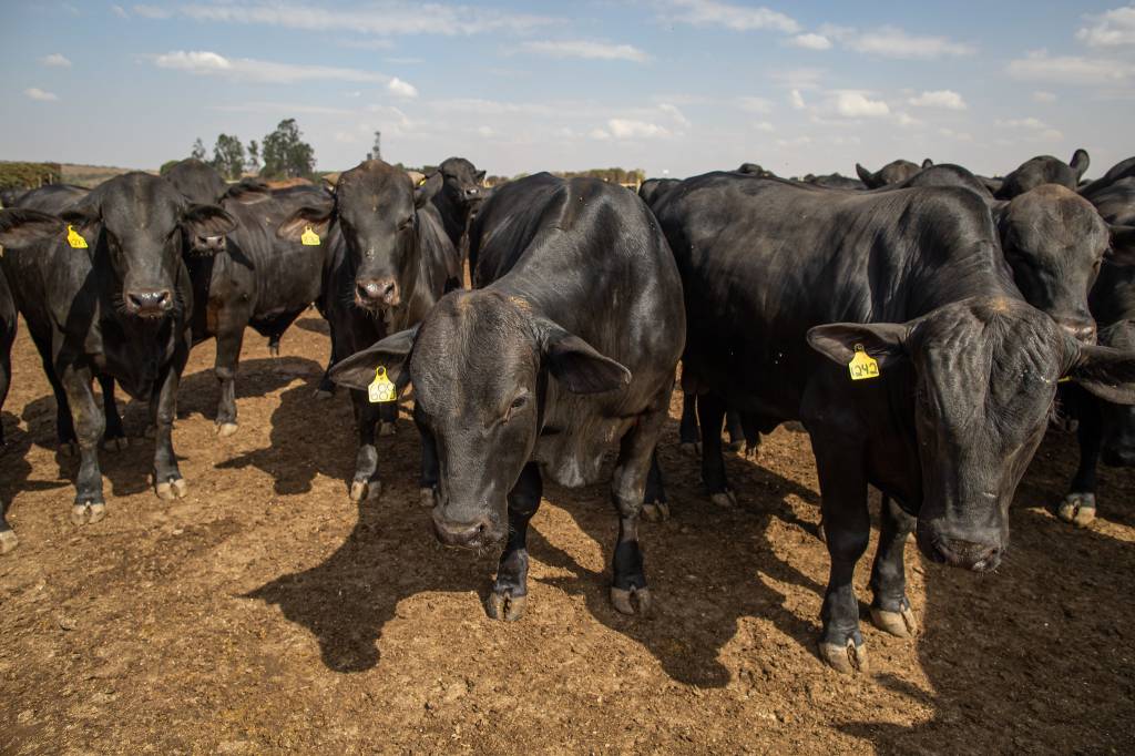 Cotação do boi gordo sobe quase 20% em novembro, diz Cepea 