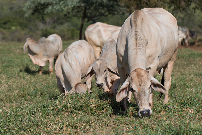 Vaca louca: OIE conclui investigações e mantém Brasil com risco insignificante