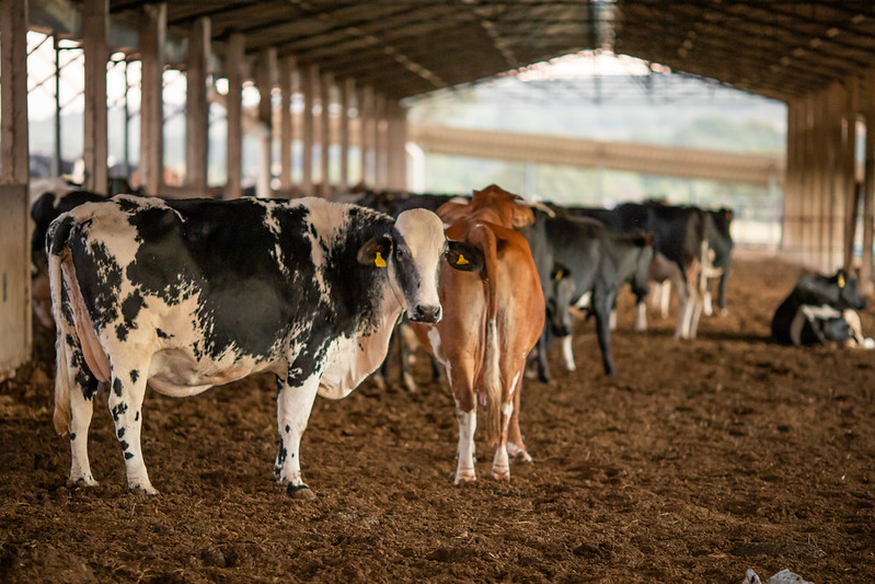 Índice de Preços ao Produtor do Cepea sobe 2,5%