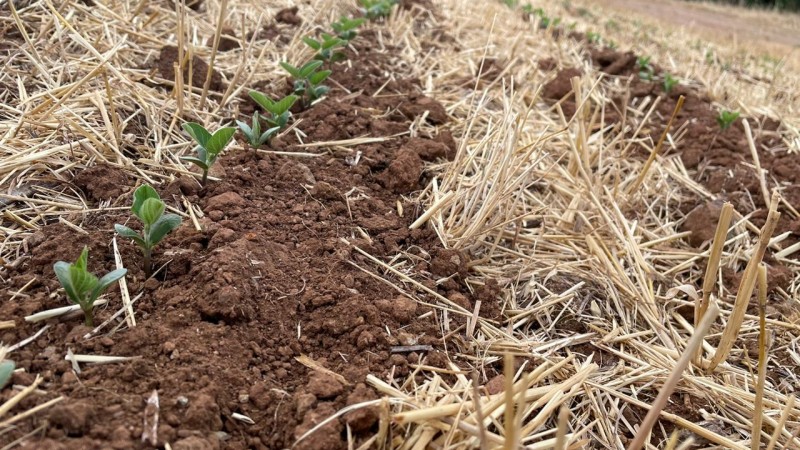 Tempo favorável contribui para o avanço do plantio da soja no Rio Grande do Sul