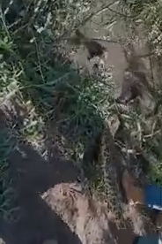 Cão escapa da morte em ataque de sucuri