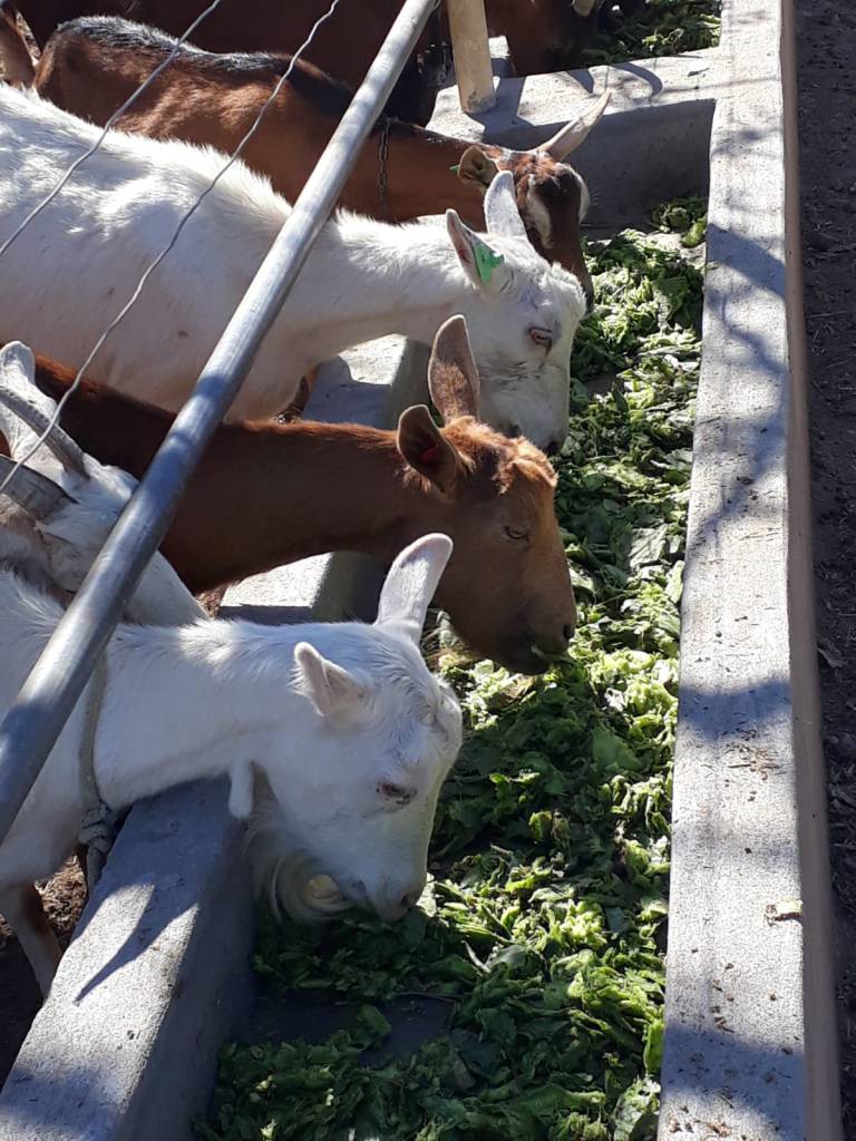 Pecuária e produtividade na convivência com a seca