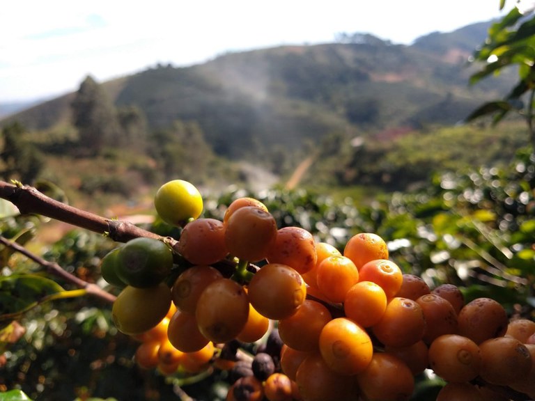 Café cultivado na região do Caparaó ganha registro de Indicação Geográfica