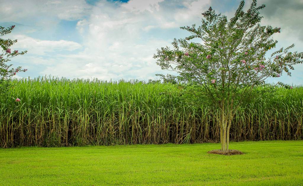 Produção de etanol em MS evita emissão de 3,1 mi/ton de CO2