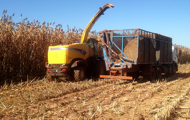 Sorgo BRS 716 apresenta alto potencial na silagem para bovinos