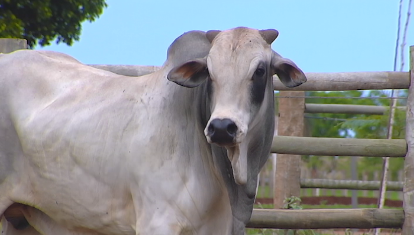 De Olho Na Fazenda – Fazenda Fortaleza oferta animais Nelore P.O.