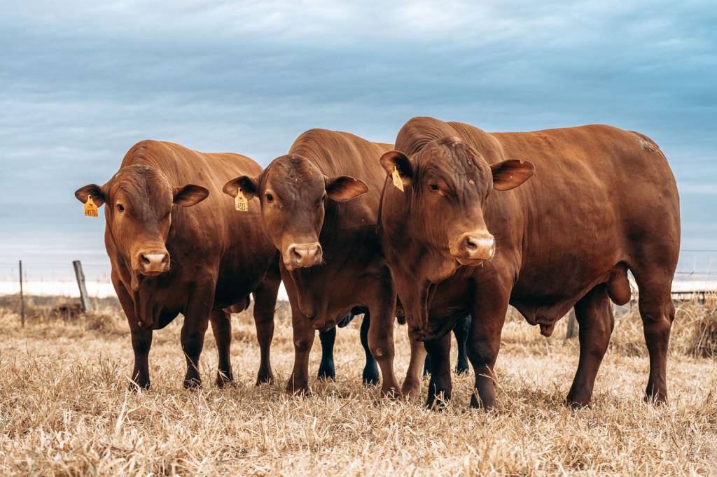 Leilão Montana JP Agronegócios oferta touros e novilhas, pelo Canal do Boi
