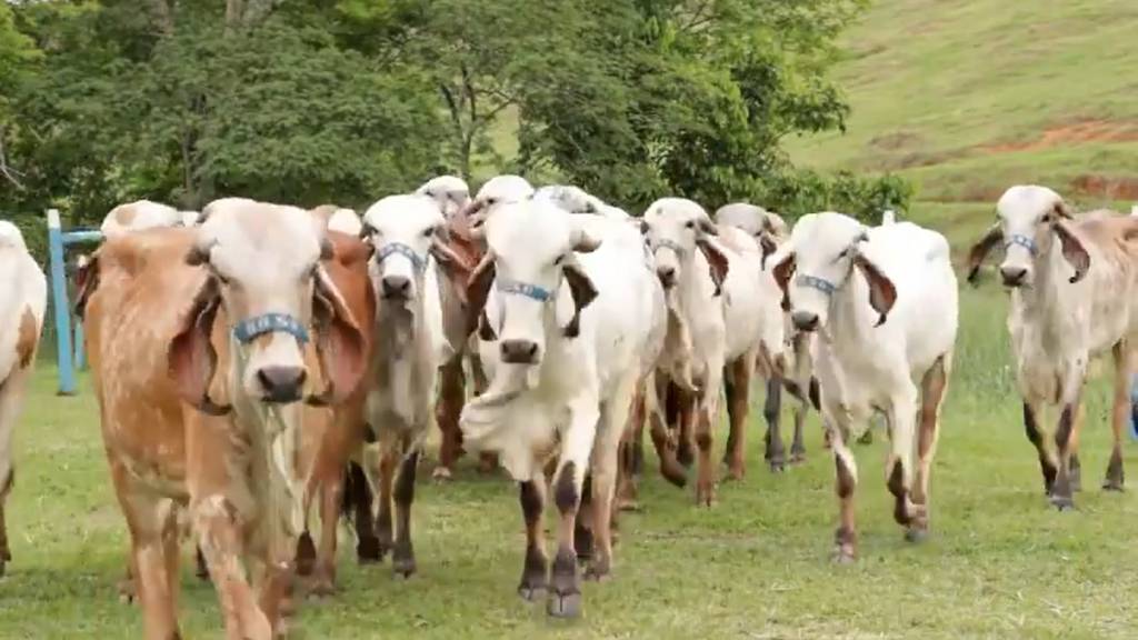 De Olho Na Fazenda 'GIR Leiteiro Basa' começa hoje no Canal do Boi e Agro Canal