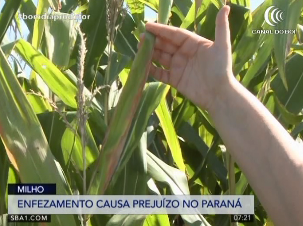Enfezamento do milho causa prejuízo no PR