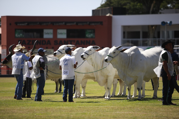 Novo regulamento da ExpoZebu traz mudanças técnicas para a feira