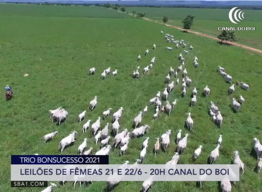 Trio Bonsucesso realiza leilões em junho no Canal do Boi