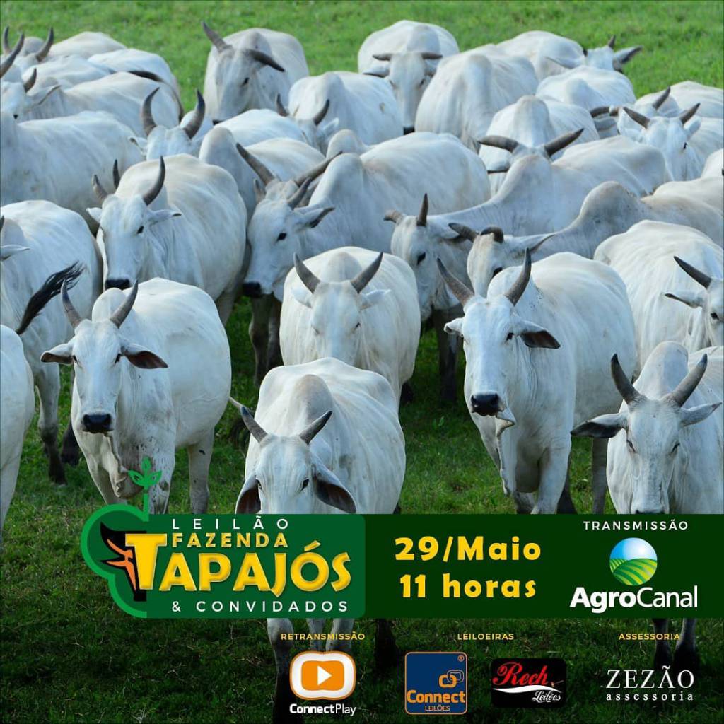 Fazenda Tapajós & Convidados ofertam animais PO e para corte no Agro Canal