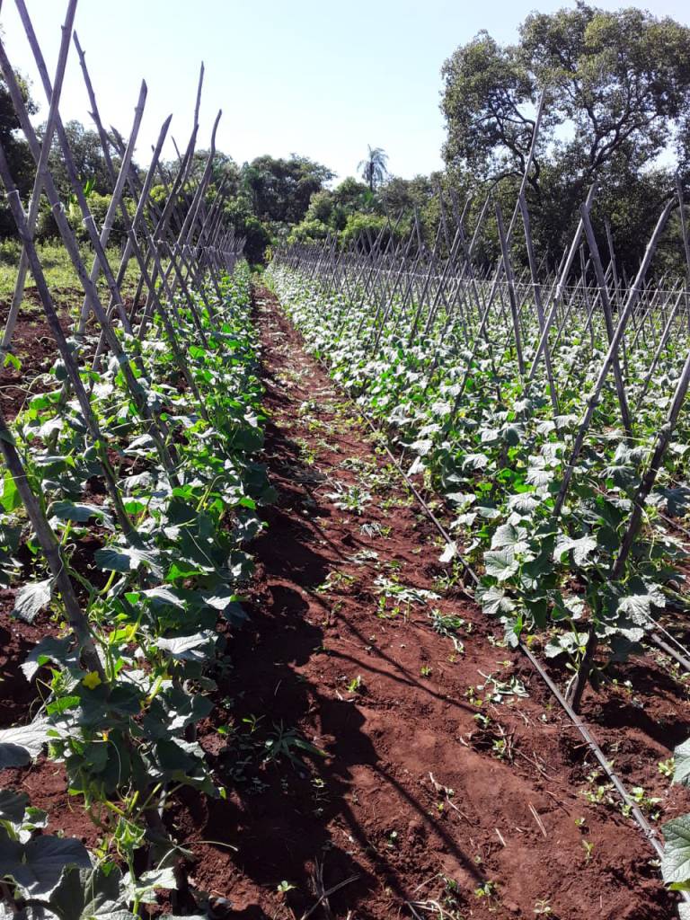 Fertirrigação: técnica aplica fertilizante através de água