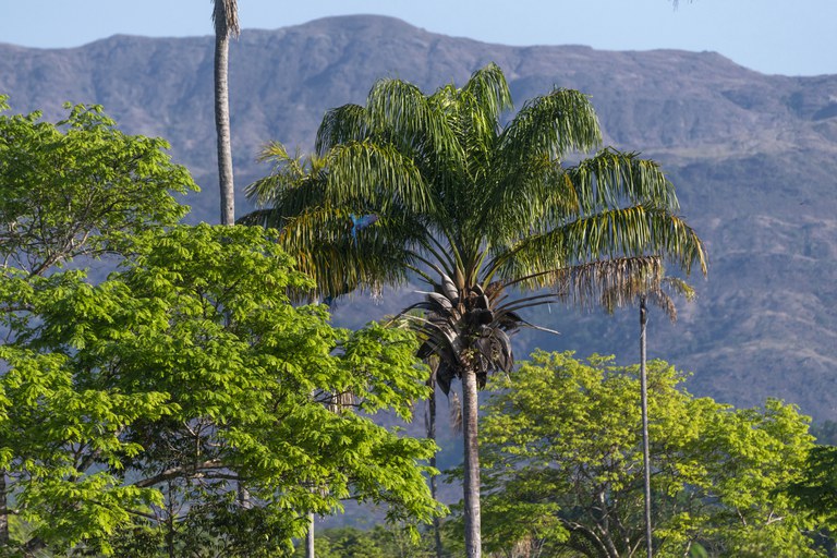 Governo concede autorização para manejo sustentável na Flona do Amapá