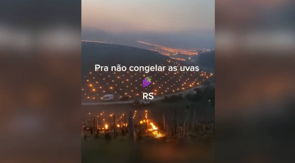 Fake: vídeo que mostra chamas em vinhedo para proteger plantas do frio não é do Brasil