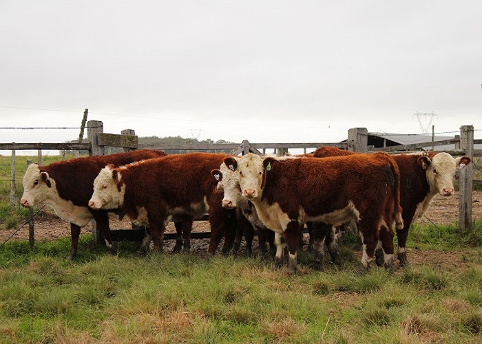 Exposição Nacional Hereford e Braford 2020 é cancelada