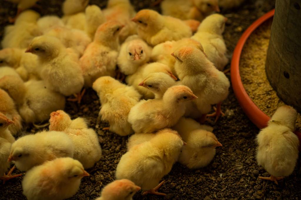 Frango: menor demanda na segunda quinzena reforça pressão nas cotações