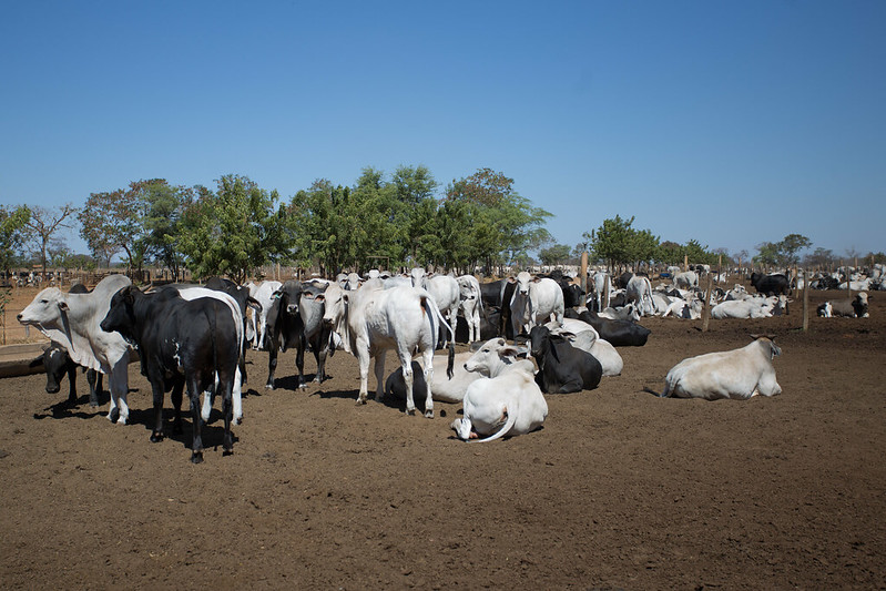 Siran orienta pecuarista a vender animais