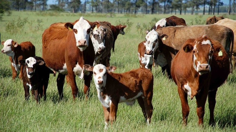 Paraná prevê alta de 17,3% no VBP deste ano