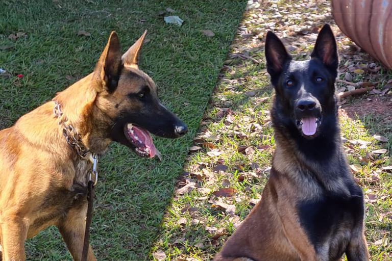 Cães treinados se juntam a time de fiscalização agropecuária