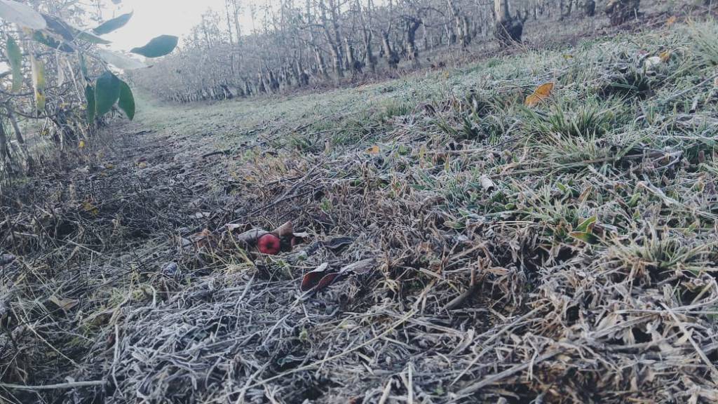 Frio provoca geada e afeta culturas em estados do Sul, Sudeste e Centro-Oeste
