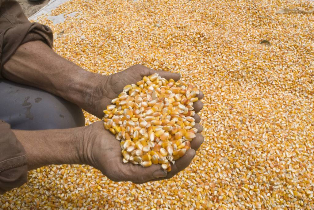 Conab faz levantamento de safra de grãos no Ceará