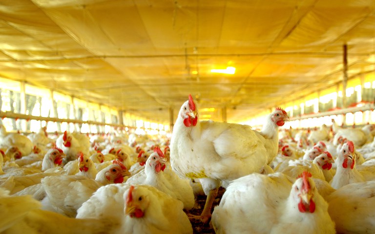 VBP do frango cresce menos que boi e suíno em uma década