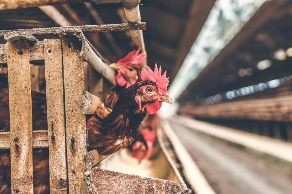 Coreia do Sul abate cerca de 20 milhões de aves devido à influenza aviária
