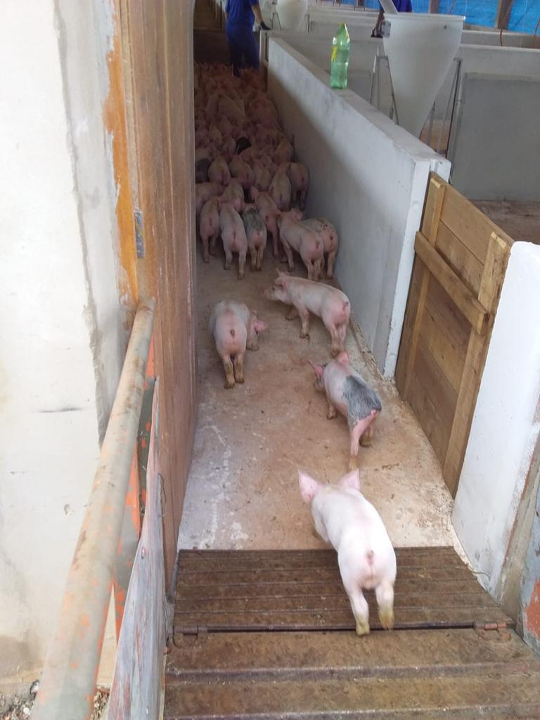 Granja de suínos economiza em manutenção, água e energia com estrutura que capta chuva