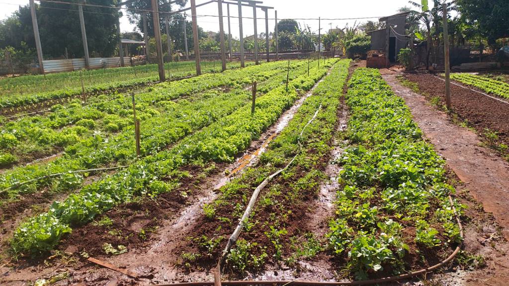 Geadas: horta em MS não sofre impactos