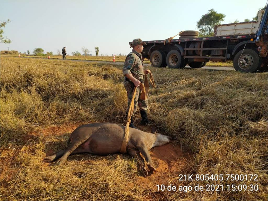 PMA utiliza guincho para resgatar anta de 250 kg atropelada, em Jateí 