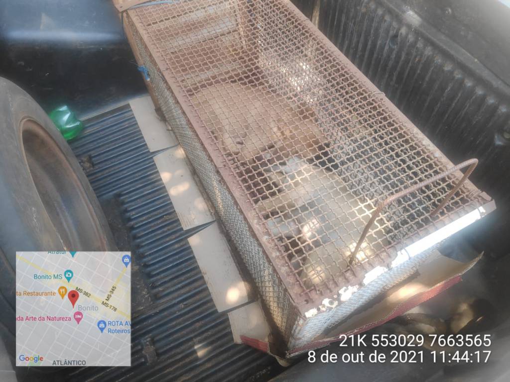 Caso de maus-tratos a animais rende multa de R$ 1,5 mil