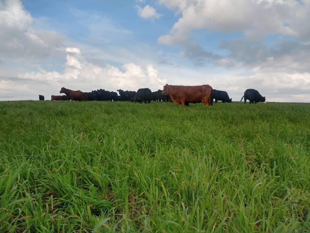 Produtora de grão investe na pecuária de corte
