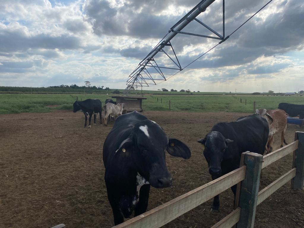 Sistema de irrigação melhora produção de leite