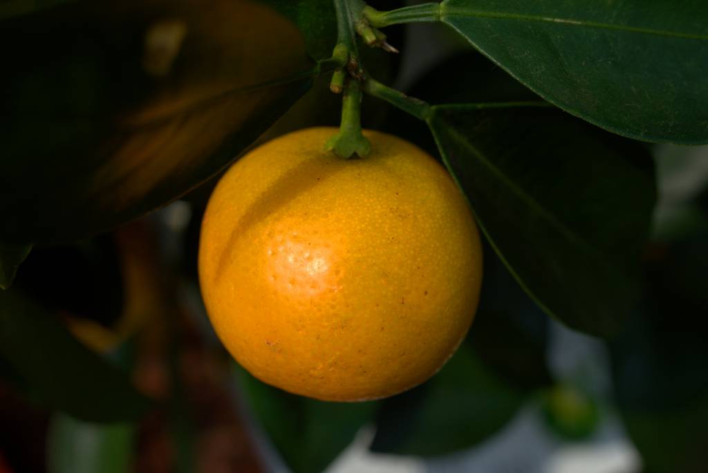Clima quente favorece mercado de citros e cotações continuam em alta