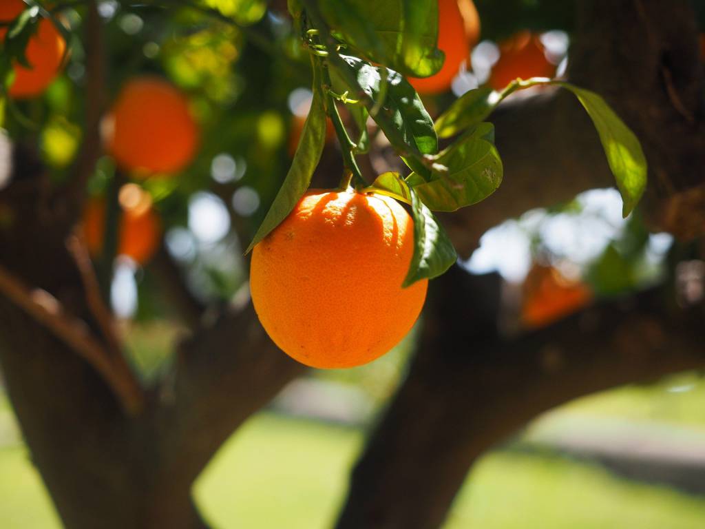 Safra de laranja deve ter redução de 25,6%, diz Fundecitrus