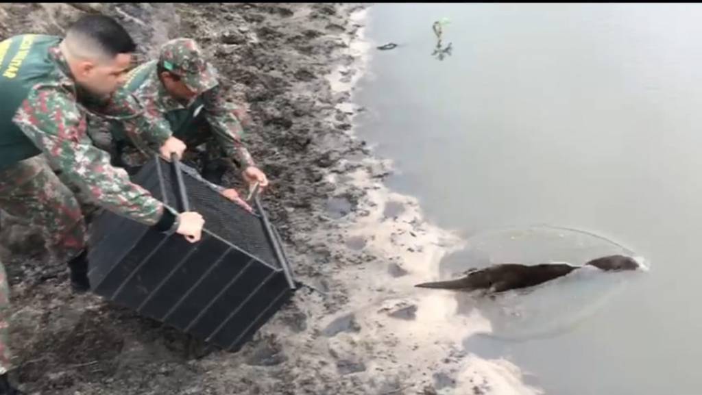 PMA captura e solta lontra encontrada dentro de residência em MS