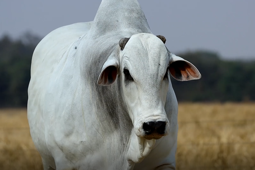 Leilão São José & Convidados oferta animais Nelore neste sábado, no Agro Canal