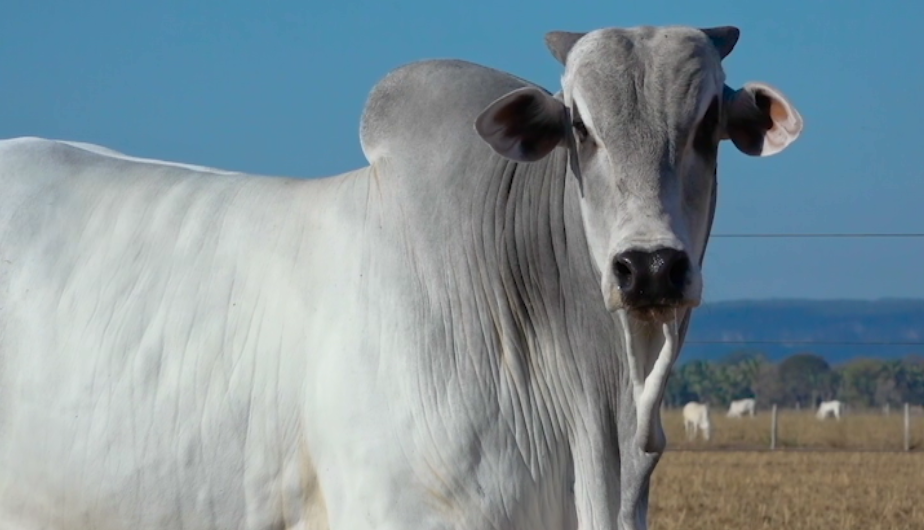 Casa Domingos oferta touros Nelore PO pelo De Olho Na Fazenda