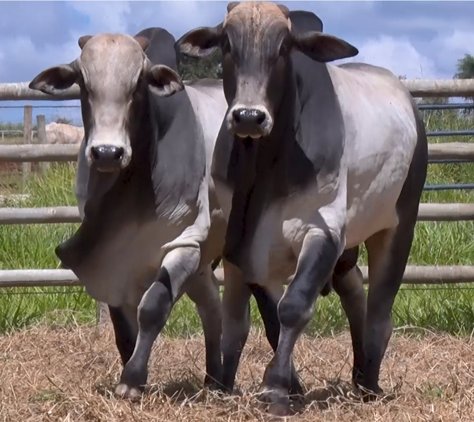 De Olho Na Fazenda Pecuária BR e Parceiros oferta Embriões e animais Nelore