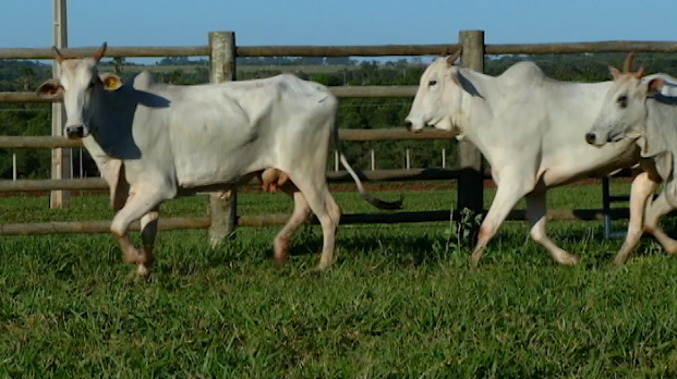 Cotações da arroba da vaca e novilha para abate em valorização