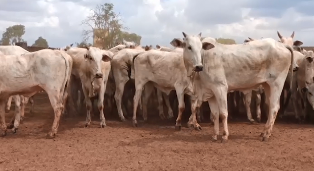 Leilão Virtual Fazenda Dom Felipe comercializa vacas em médias superiores a R$ 4 mil