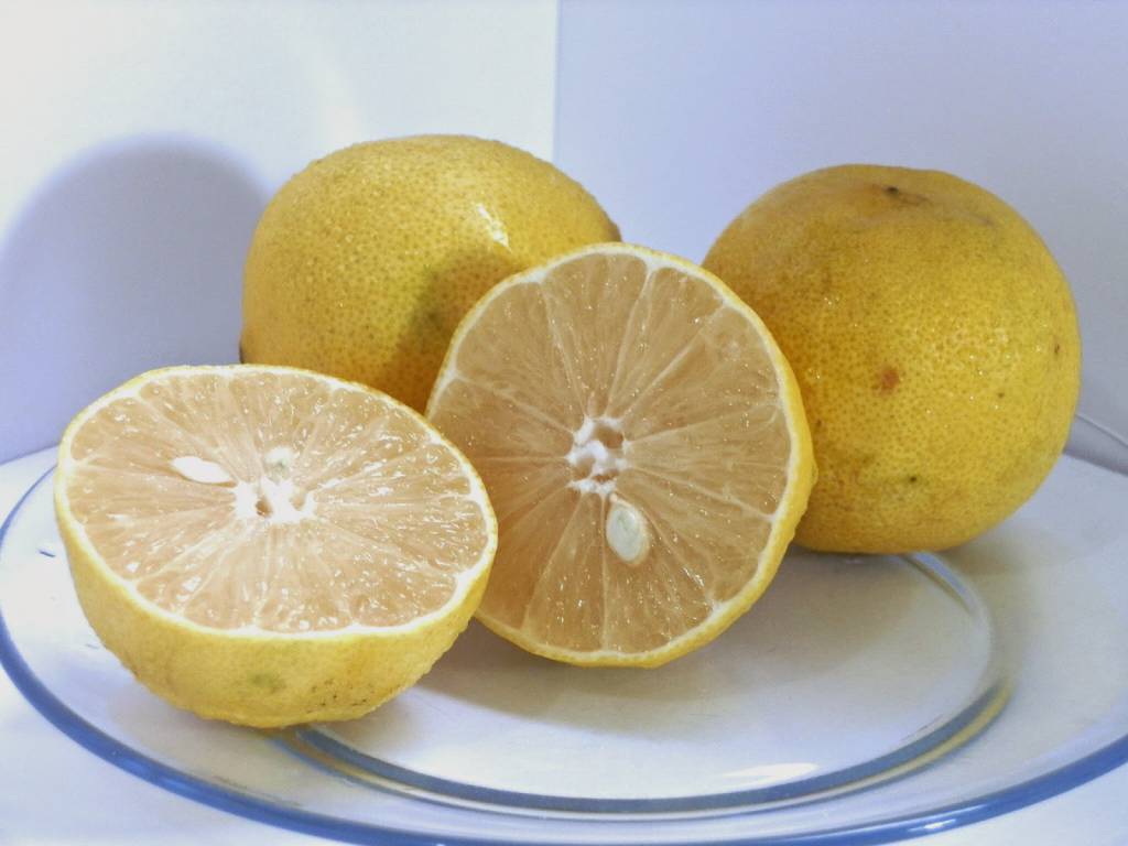 Variedade de laranja lima registra alta de 102,7% nos preços, indica Cepea