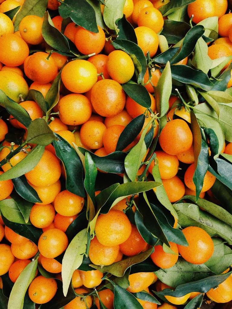Chuvas constantes elevam a oferta de laranjas em SP