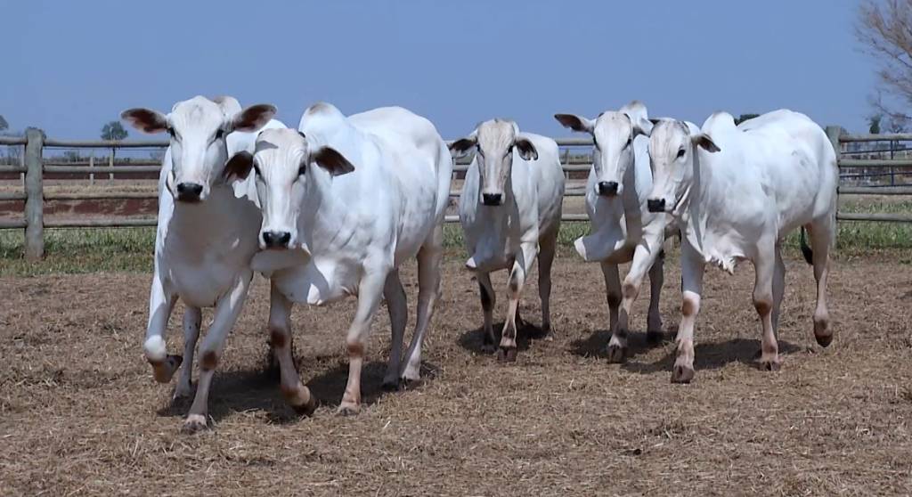 Leilão “Pecuária BR – Fábrica de Genética” oferta fêmeas Nelore PA prenhas de inseminação